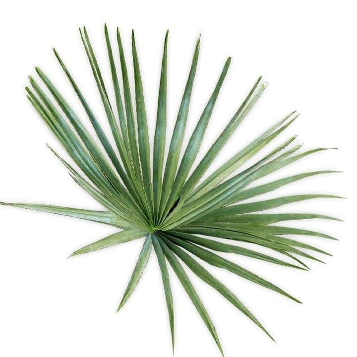 revitaPROST enthält sabal palm